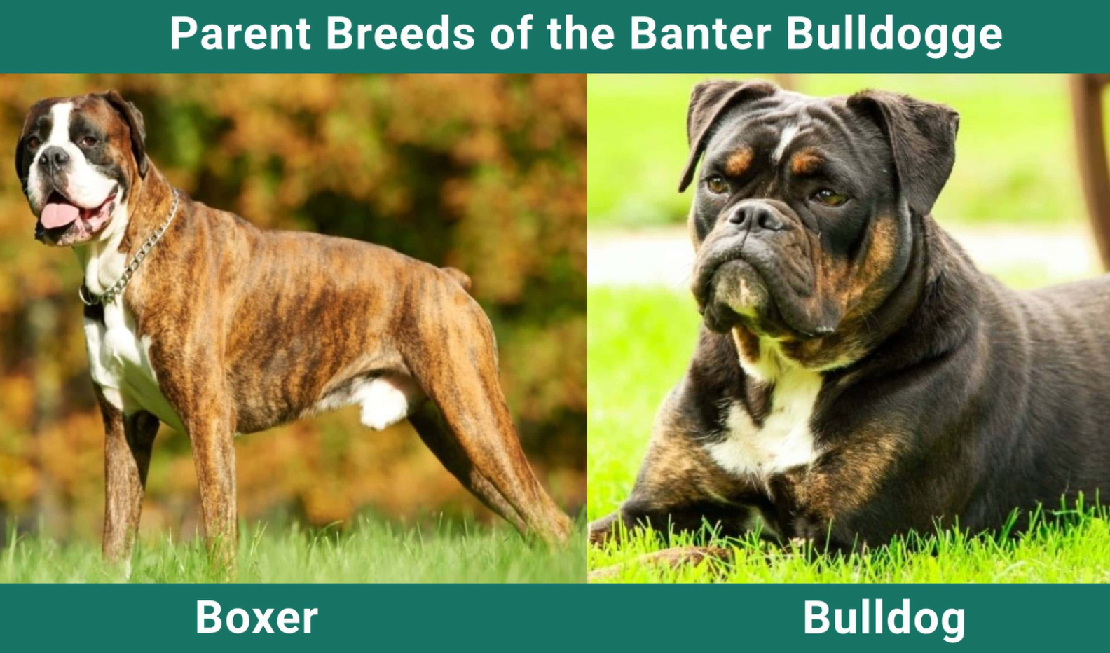 Parent of Banter Bulldogge